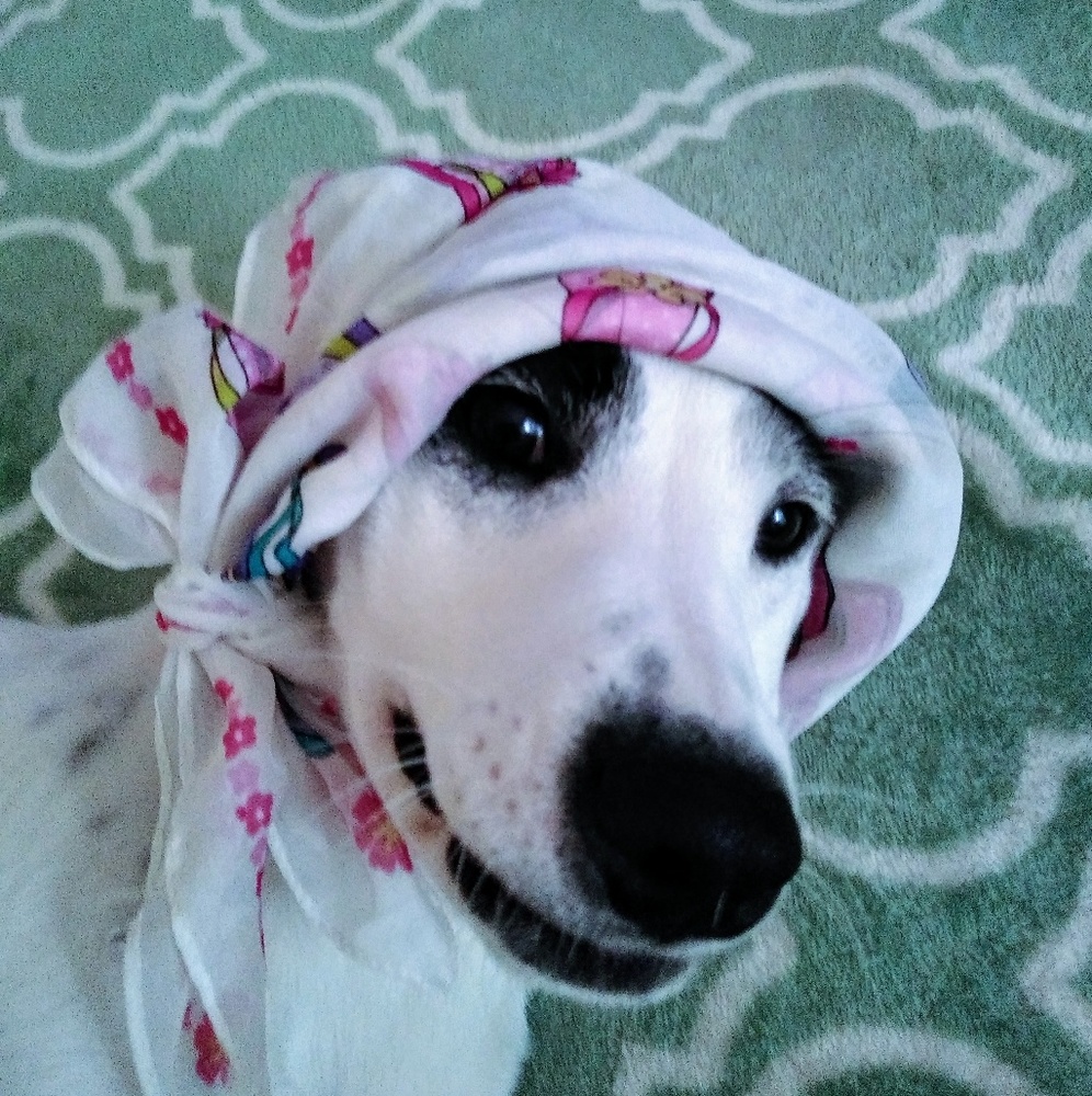 Meet your Posher, Daisy Jane